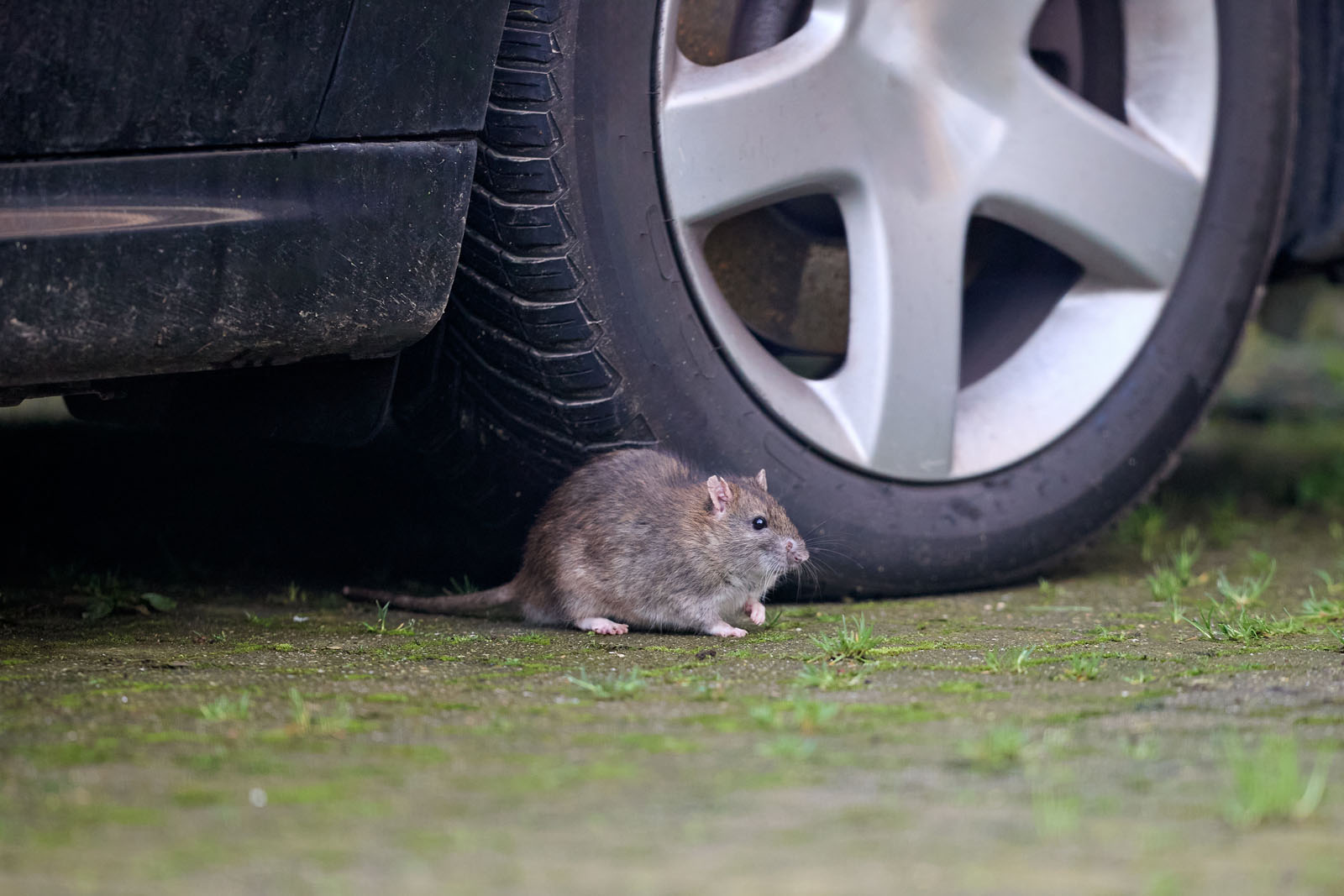 UK drivers face huge bills as "out of control" rodents ravage cars