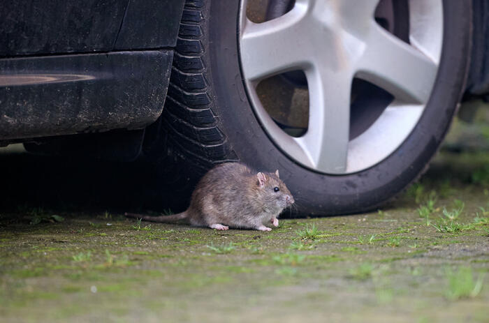 Rat with car Getty Images