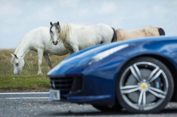 Ferrari horse photo