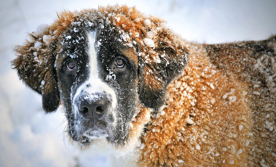 Snow winter puppy dog weather mammal 828592 pxhere