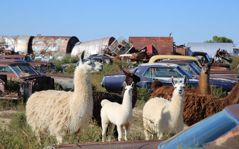 Woller Auto Parts, Lamar, Colorado