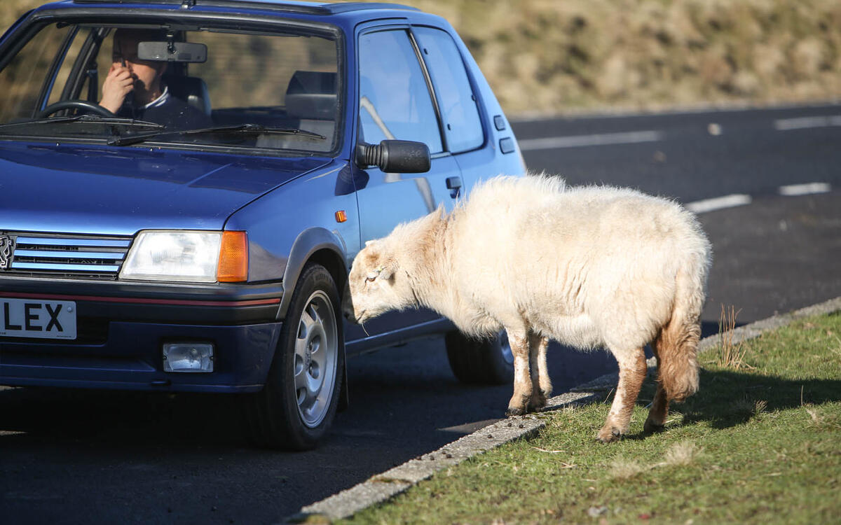 Peugeot 205 GTi 1.9 & sheep