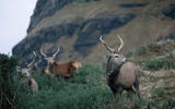 Highland deer Highland deer