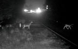 Deer collisions feature pics  Deer collisions feature pics