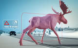 Deer collisions feature pics  Deer collisions feature pics