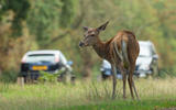 Deer collisions feature pics  Deer collisions feature pics