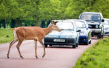 Deer collisions feature pics  Deer collisions feature pics