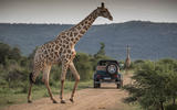 Mercedes-Maybach G650 Landaulet with a giraffe