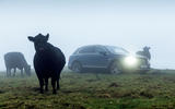 Bentley Bentayga Diesel and cow