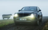 Bentley Bentayga Diesel and cow