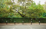 Kerb01