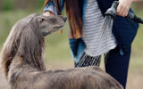 Land Rover Pet Packs revealed as official accessories