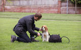 Land Rover Pet Packs revealed as official accessories