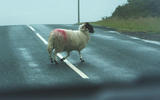 Sheep