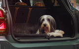 Mini dog 01