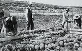 Pineapple farming