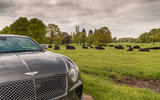 Bentley Continental GT 2019 long-term review - cows