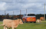 ID Buzz Cow 2 ID Buzz Cow 2
