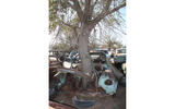 Chevrolet Styleline tree