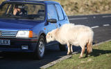 Peugeot 205 GTi 1.9 & sheep
