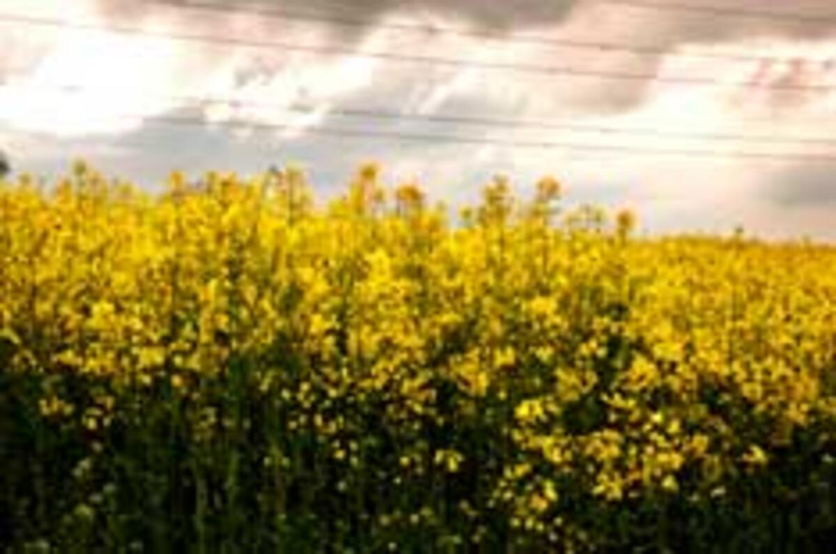 VW looks for growth in biofuels