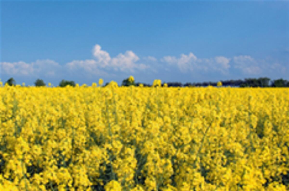 Biofuel a bigger killer than petrol?