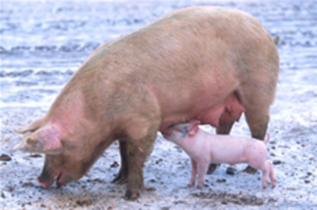 Put a pig in your petrol