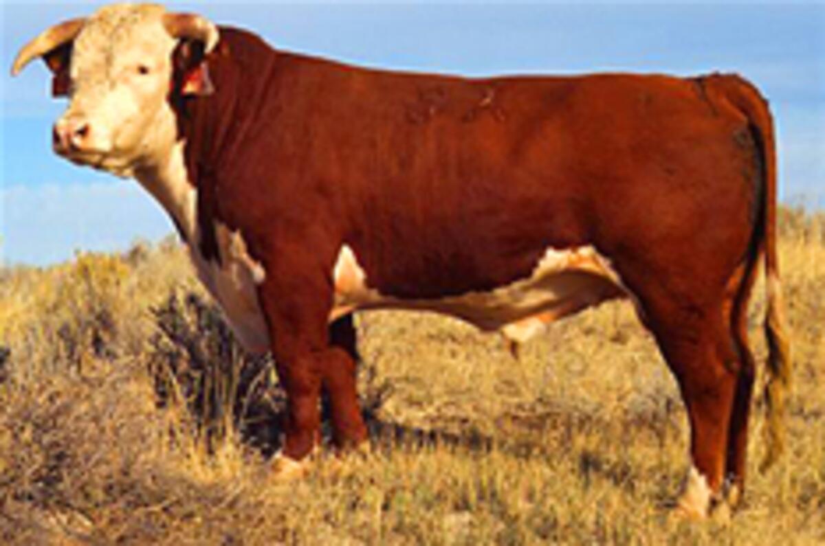 Audi: 'Bulls better than cows'