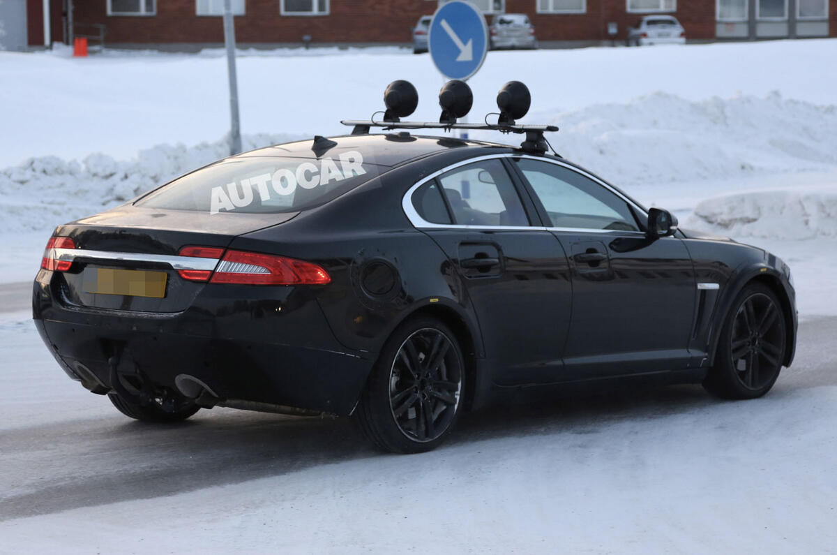no title Baby Jaguar spotted - latest pictures
