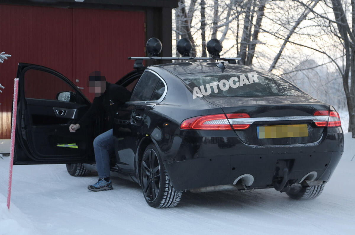 no title Baby Jaguar spotted - latest pictures