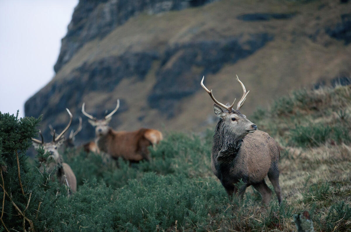 Highland deer Highland deer