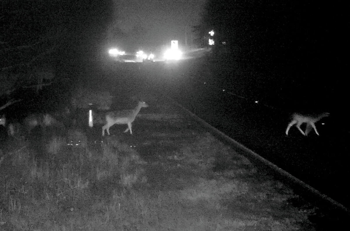 Deer collisions feature pics  Deer collisions feature pics