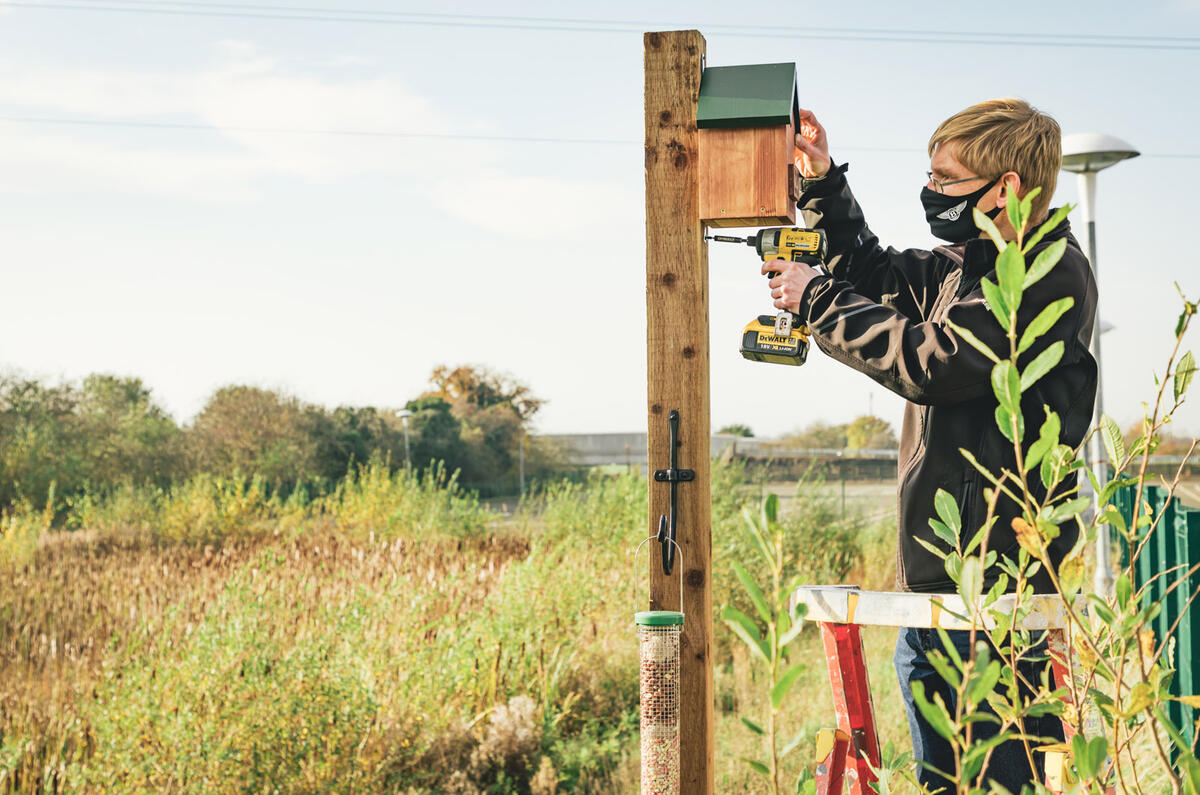 Bentley bees and bats