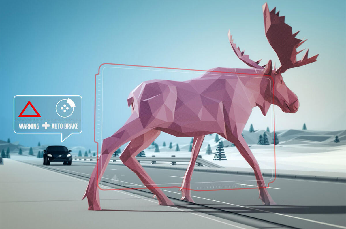 Deer collisions feature pics  Deer collisions feature pics