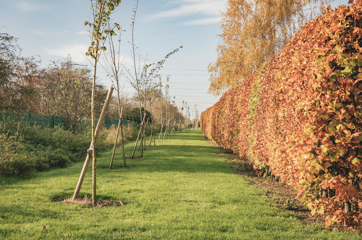 Bentley bees and bats