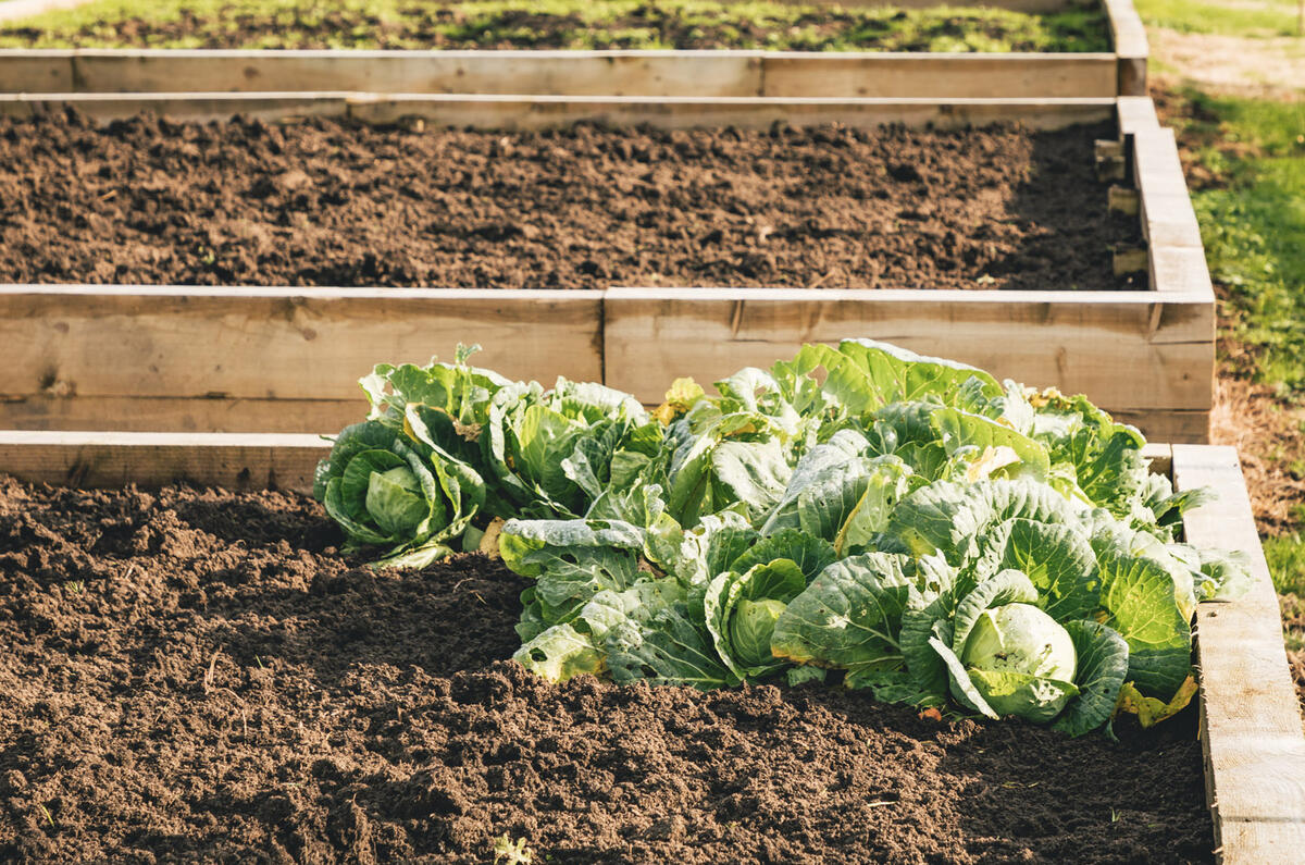 Bentley bees and bats