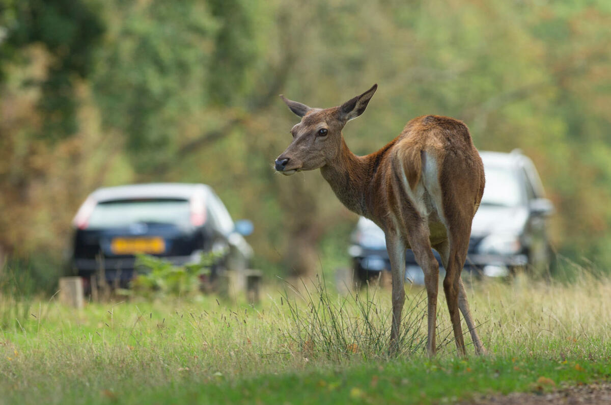 Deer collisions feature pics  Deer collisions feature pics