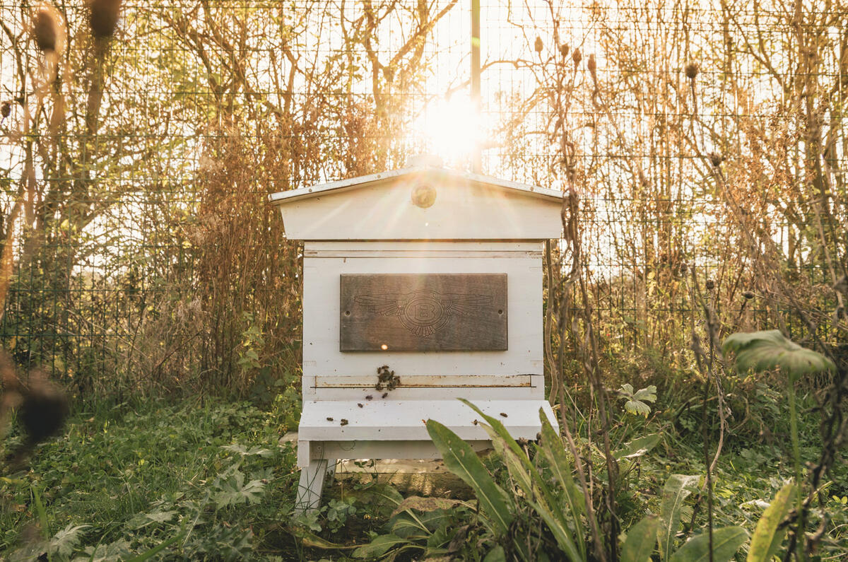 Bentley bees and bats