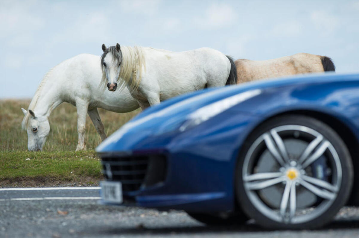 Ferrari horse photo