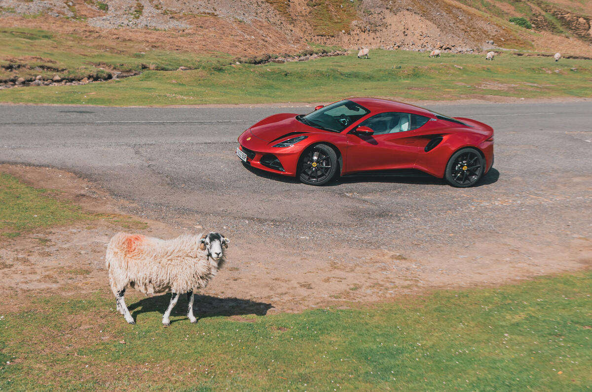 85 lotus emira and a sheep 85 lotus emira and a sheep