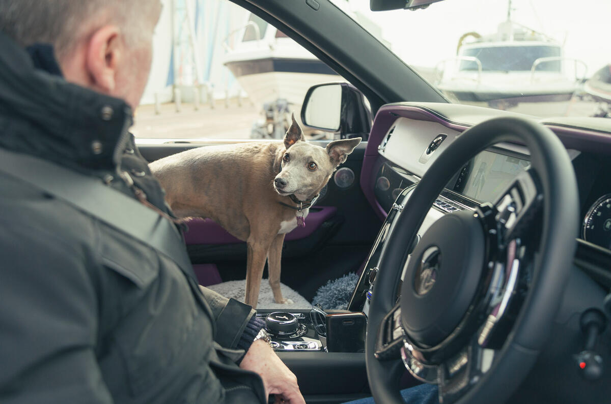 91 rolls royce cullinan black badge dog interior 91 rolls royce cullinan black badge dog interior