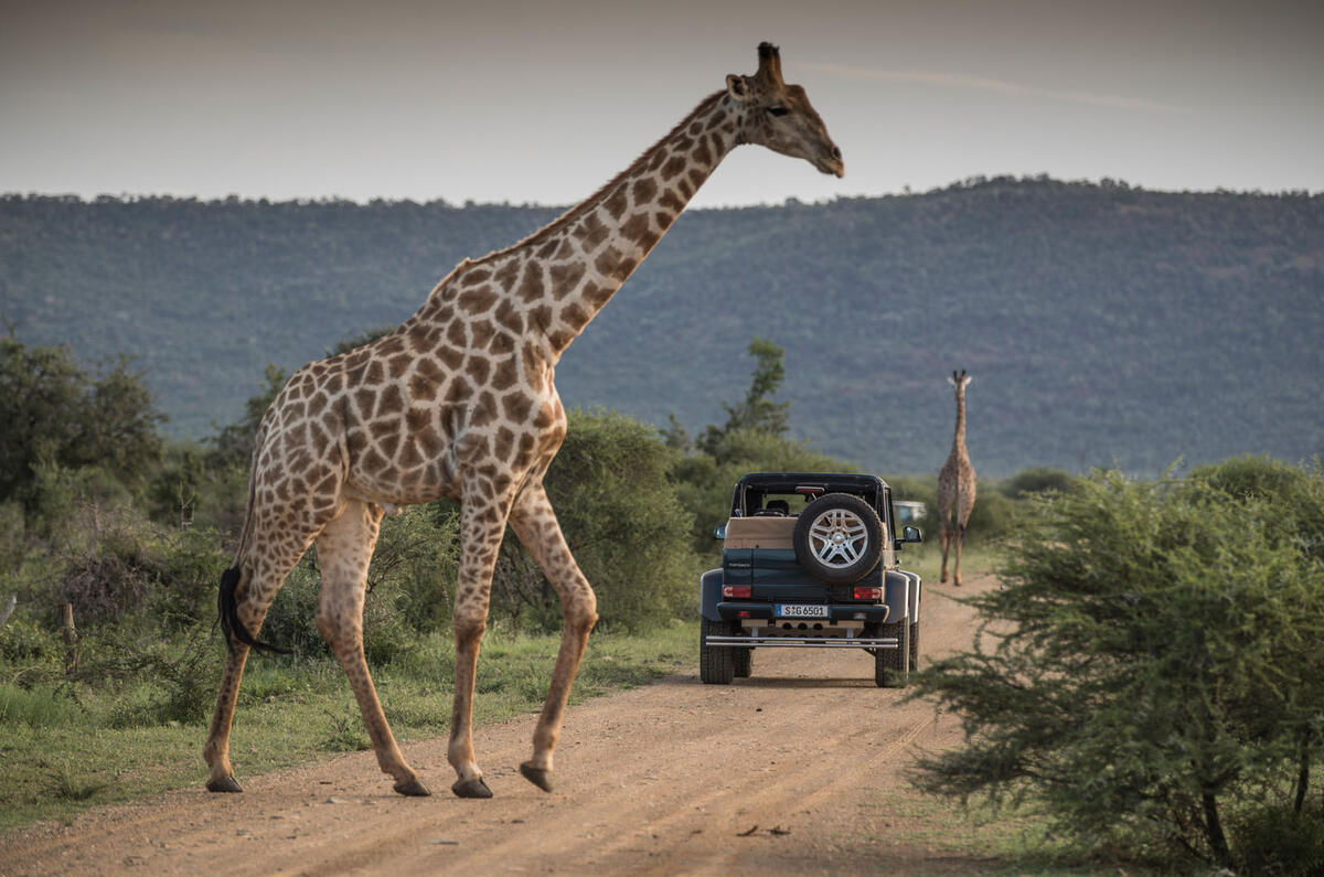 Mercedes-Maybach G650 Landaulet with a giraffe