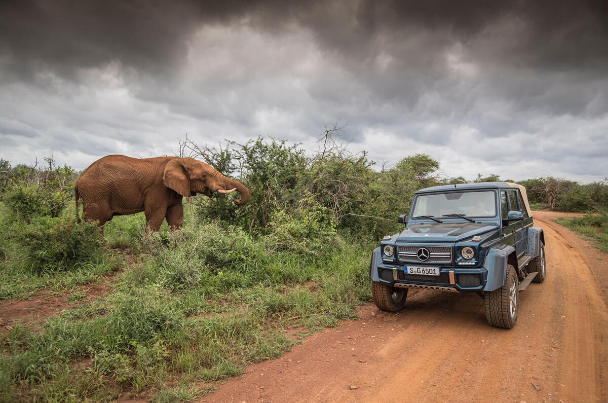 Mercedes-Maybach G650 Landaulet next to an elephant