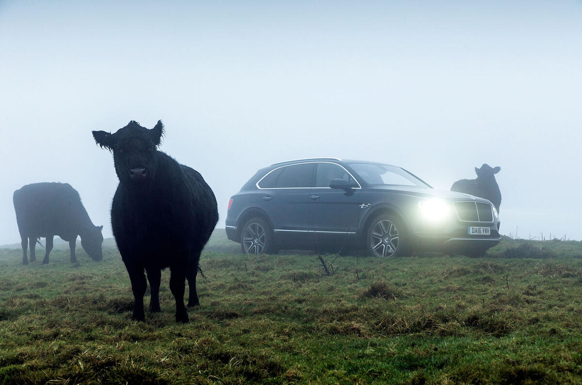Bentley Bentayga Diesel and cow