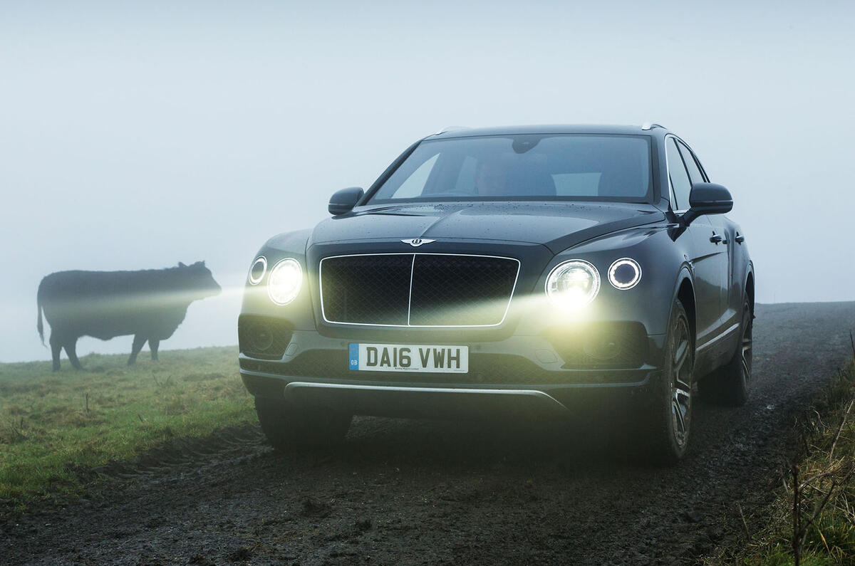 Bentley Bentayga Diesel and cow