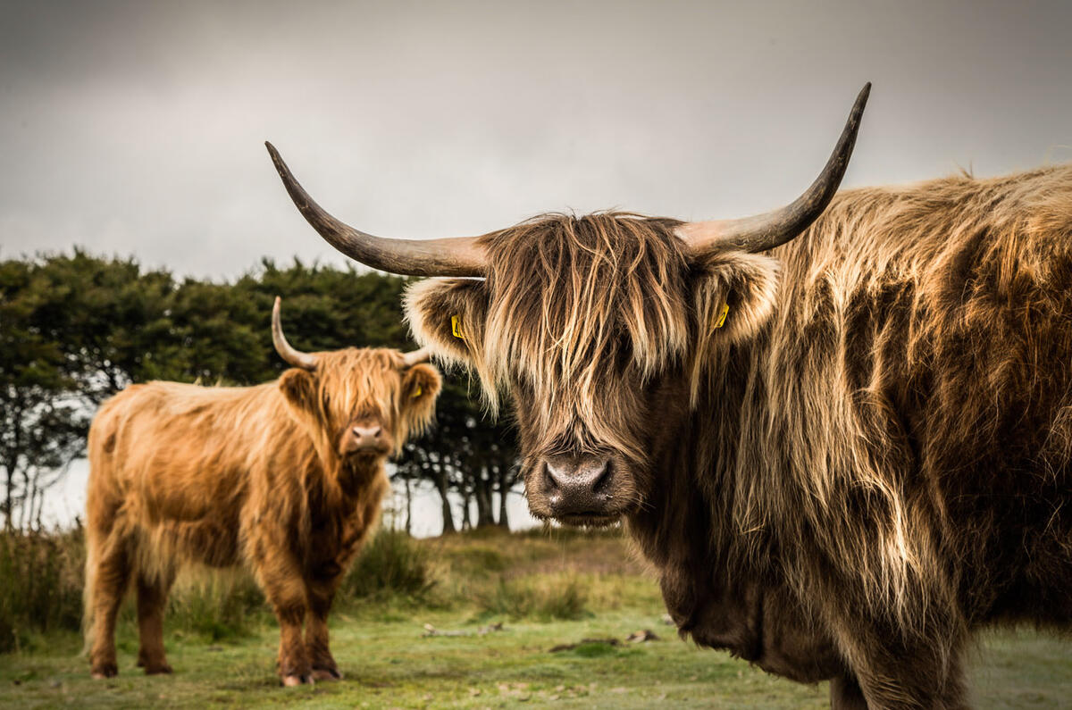 Cows