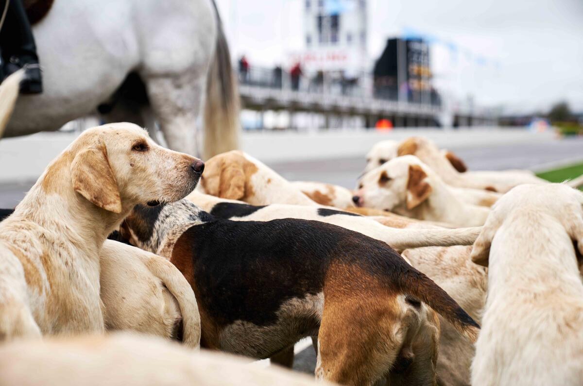 Goodwood Members’ Meeting 2017