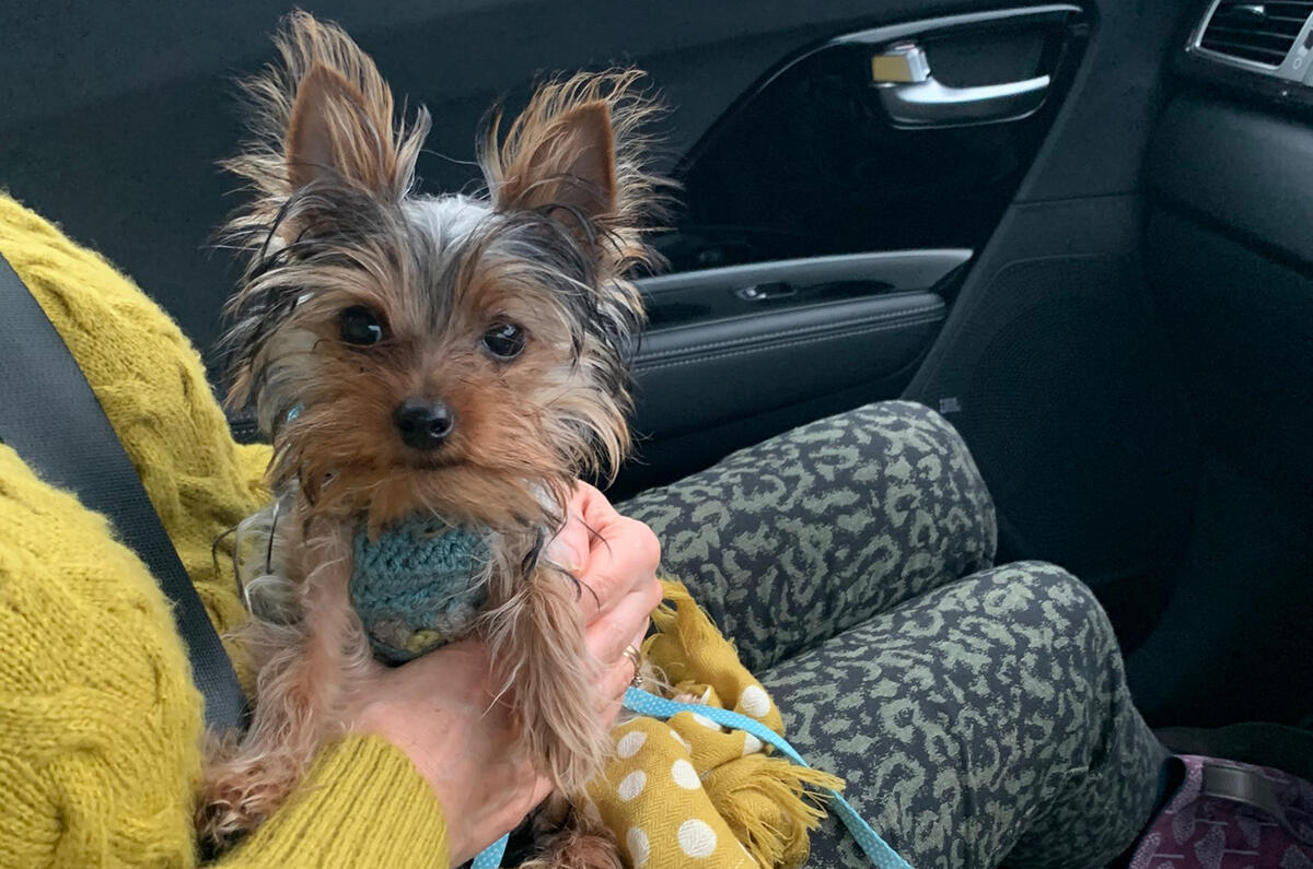 Kia e-Niro to Edinburgh - dog Kia e-Niro to Edinburgh - dog