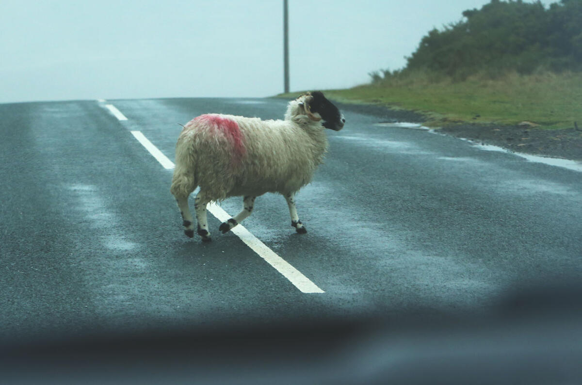 Sheep