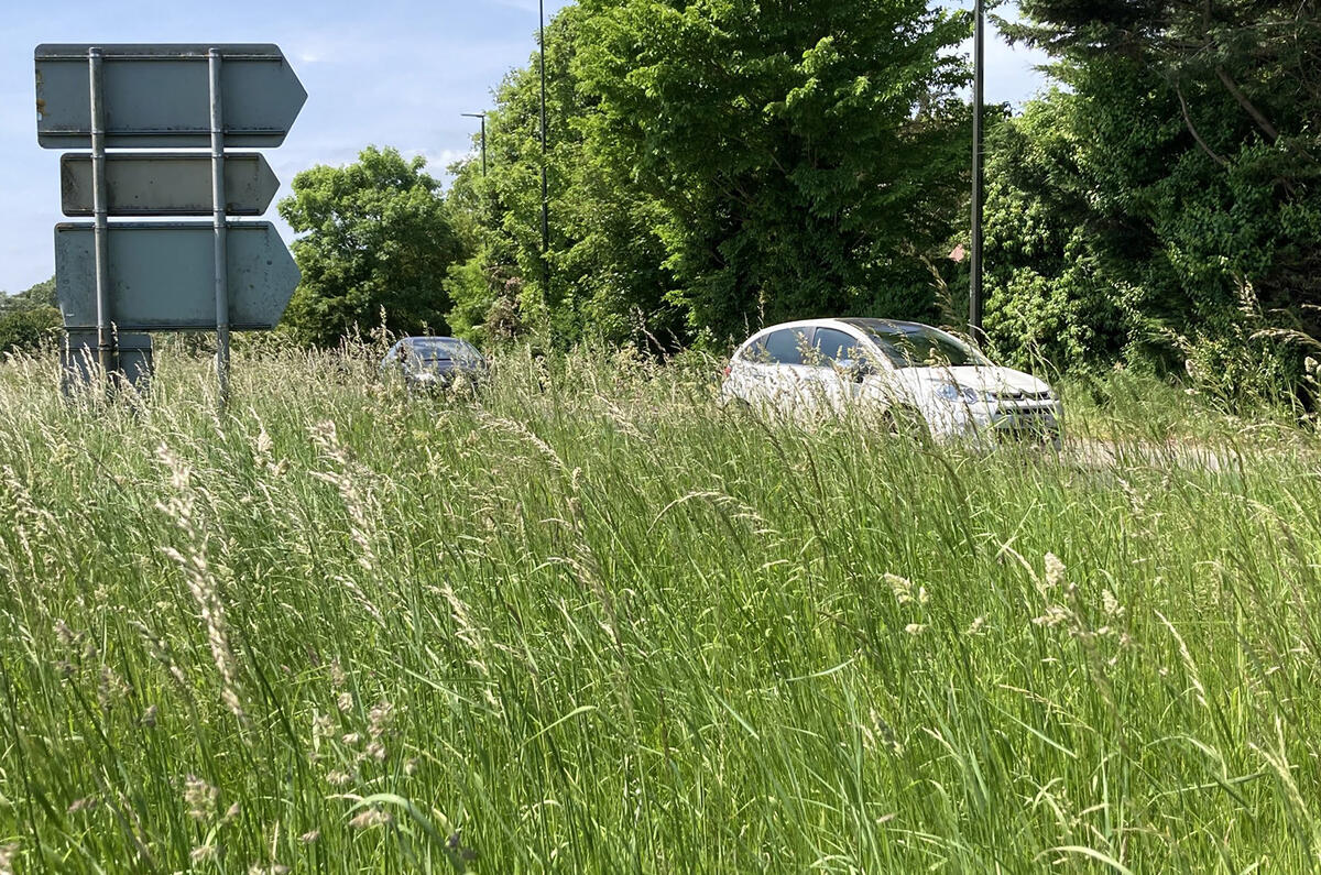 Overgrown grass verge